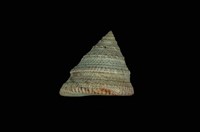 藏品(細紋鐘螺)的圖片